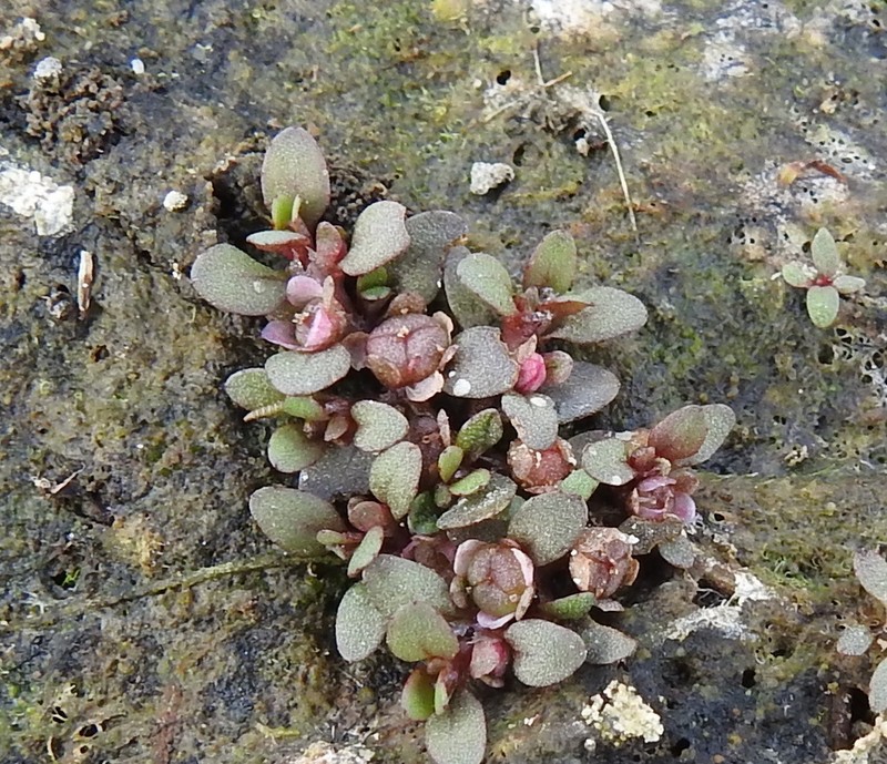 Shortseed Waterwort photo 4