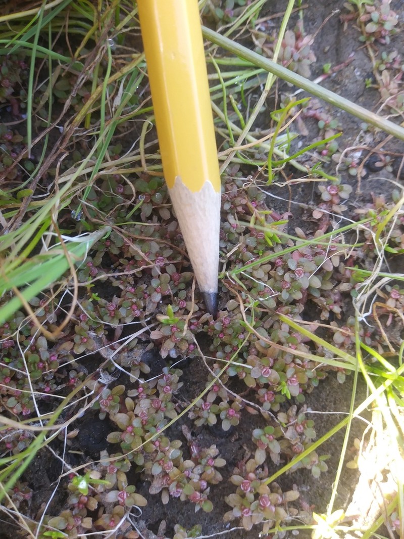 Shortseed Waterwort photo 5