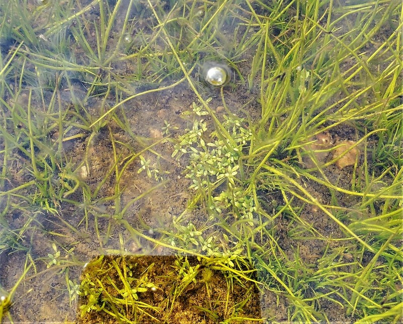 Shortseed Waterwort photo 6