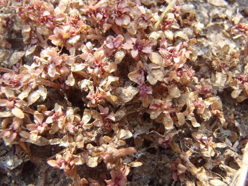 Shortseed Waterwort photo 7