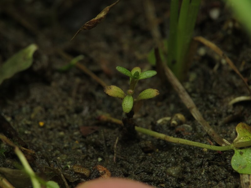 Shortseed Waterwort photo 8