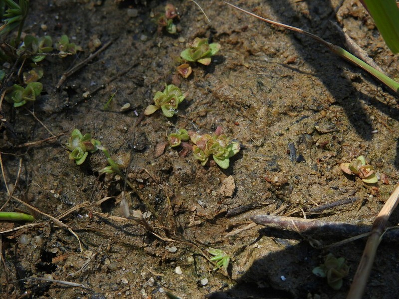 Elatine brochonii photo 2