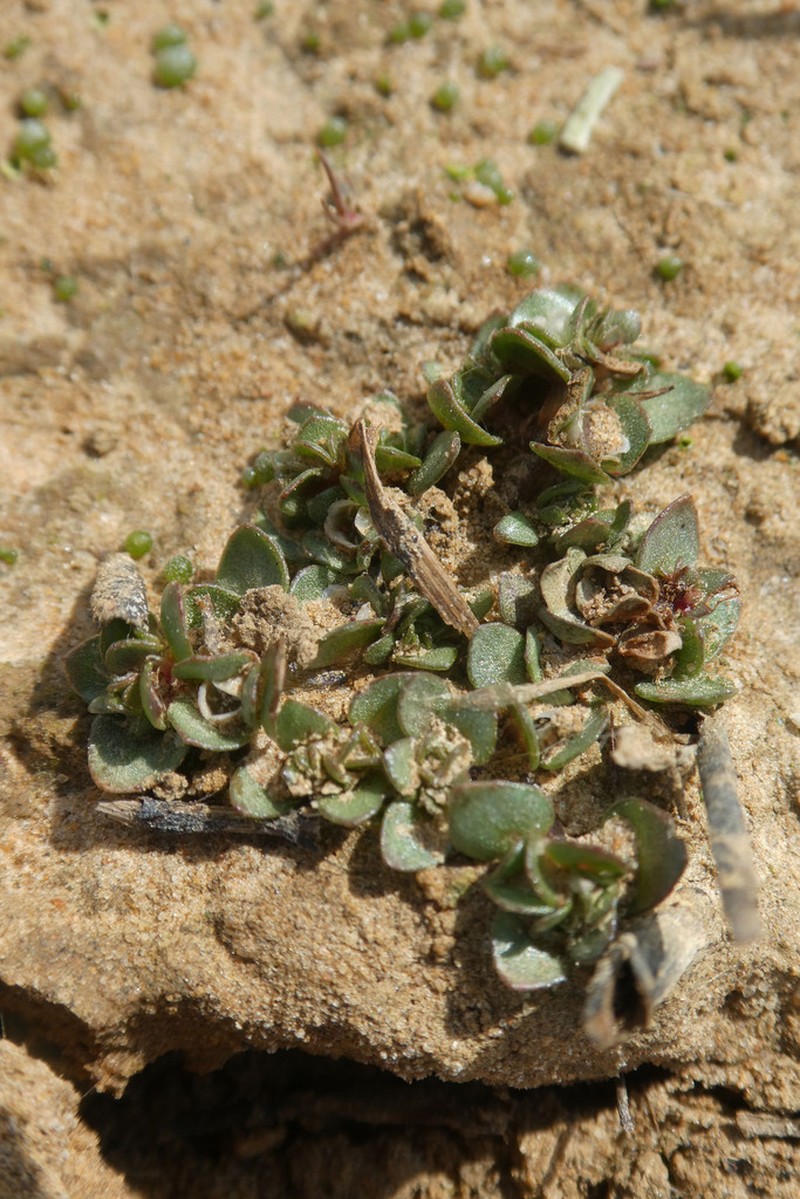 Elatine brochonii photo 3
