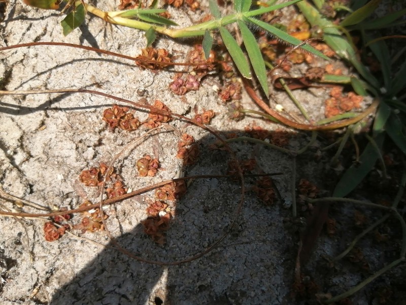Elatine brochonii photo 4