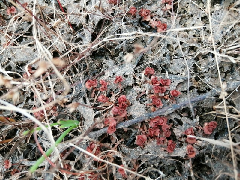 Elatine brochonii photo 6