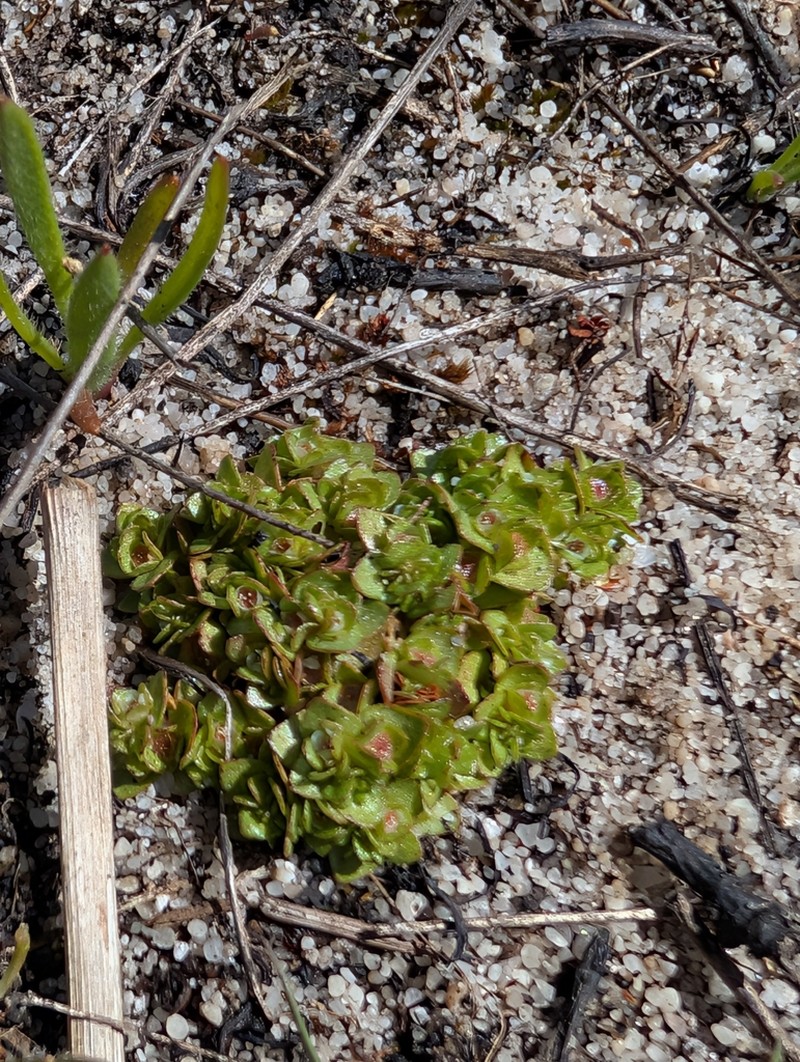 Elatine brochonii photo 7