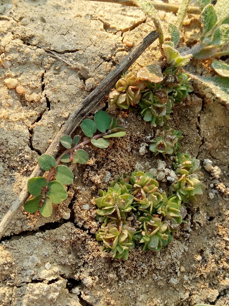 Elatine brochonii photo 8