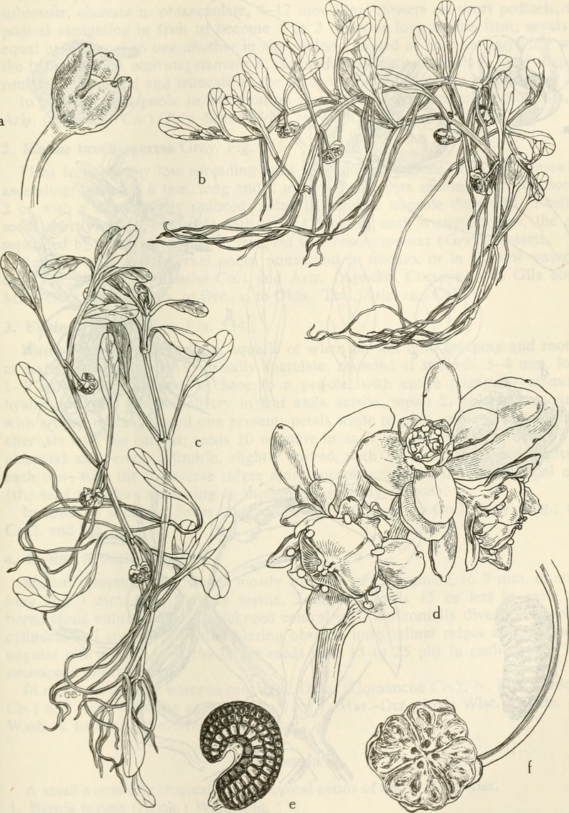 California Waterwort