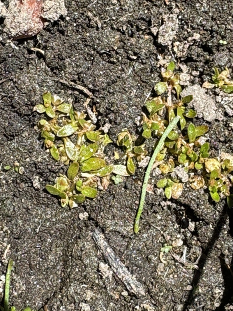 California Waterwort