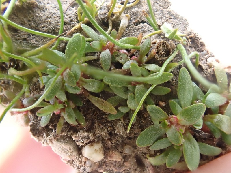 California Waterwort photo 2