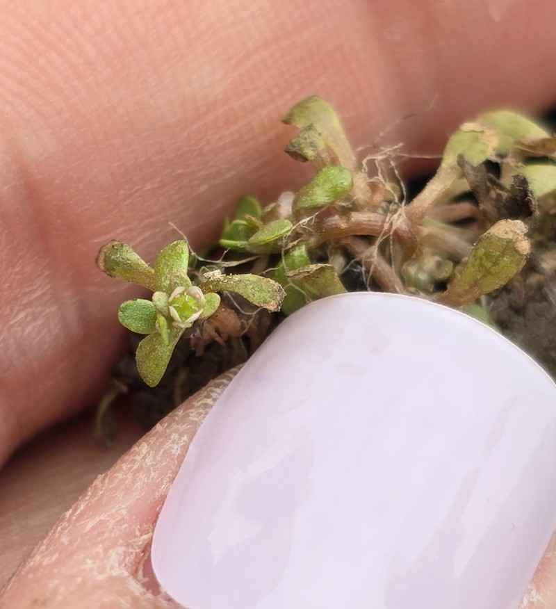 California Waterwort photo 3