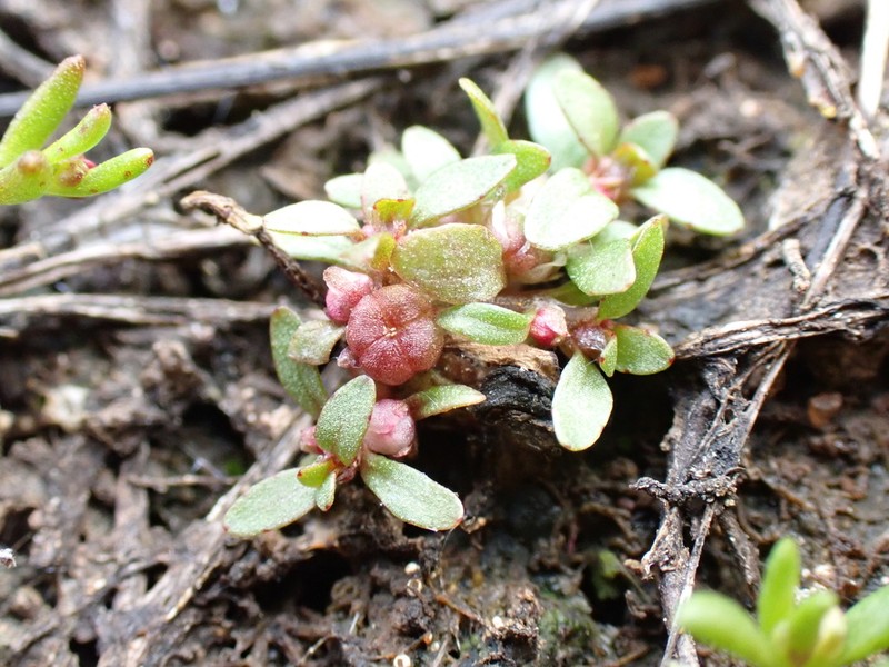 California Waterwort photo 4