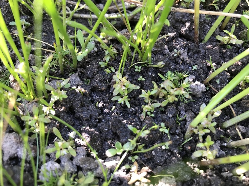 California Waterwort photo 5