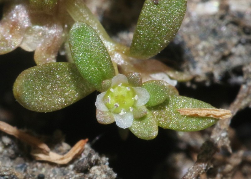 California Waterwort photo 6