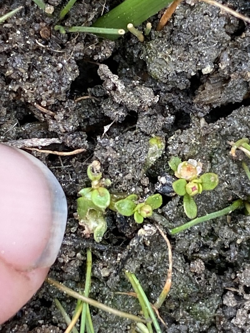 California Waterwort photo 7