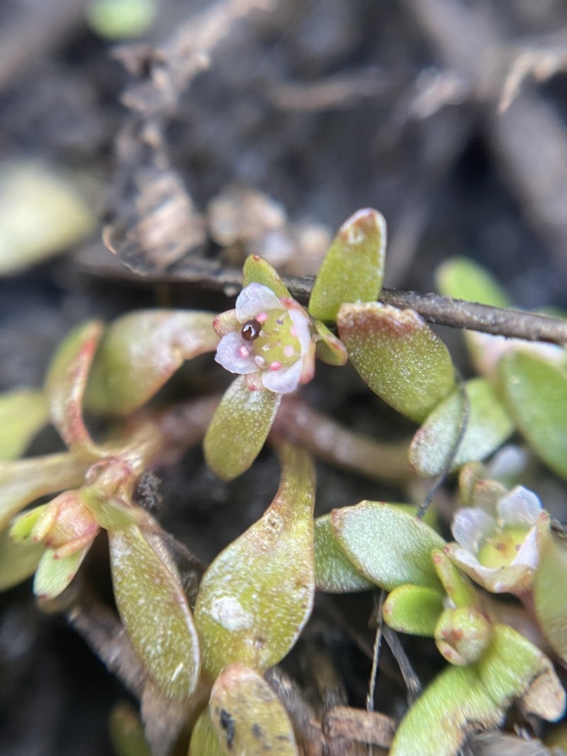 California Waterwort photo 8