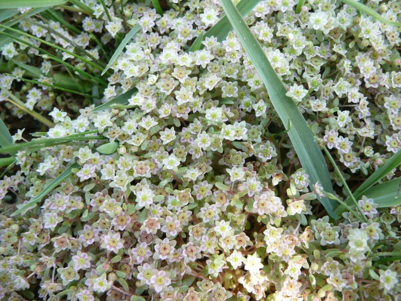 Elatine campylosperma