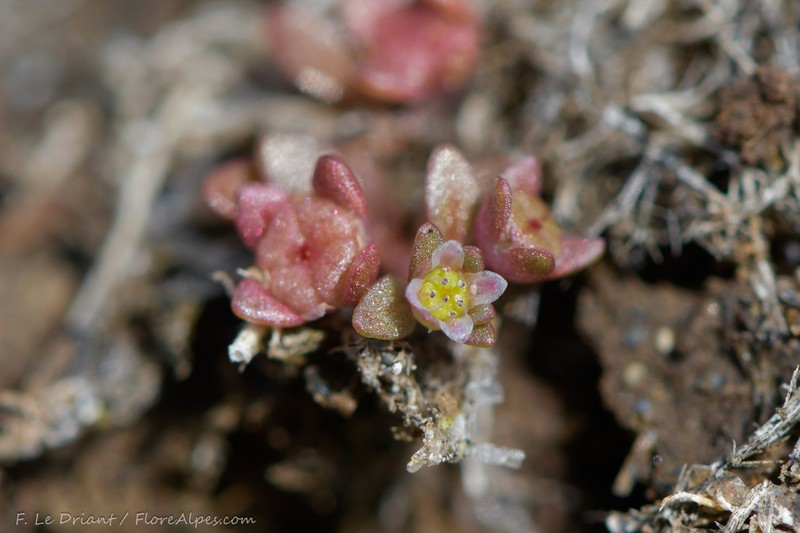 Elatine campylosperma photo 3