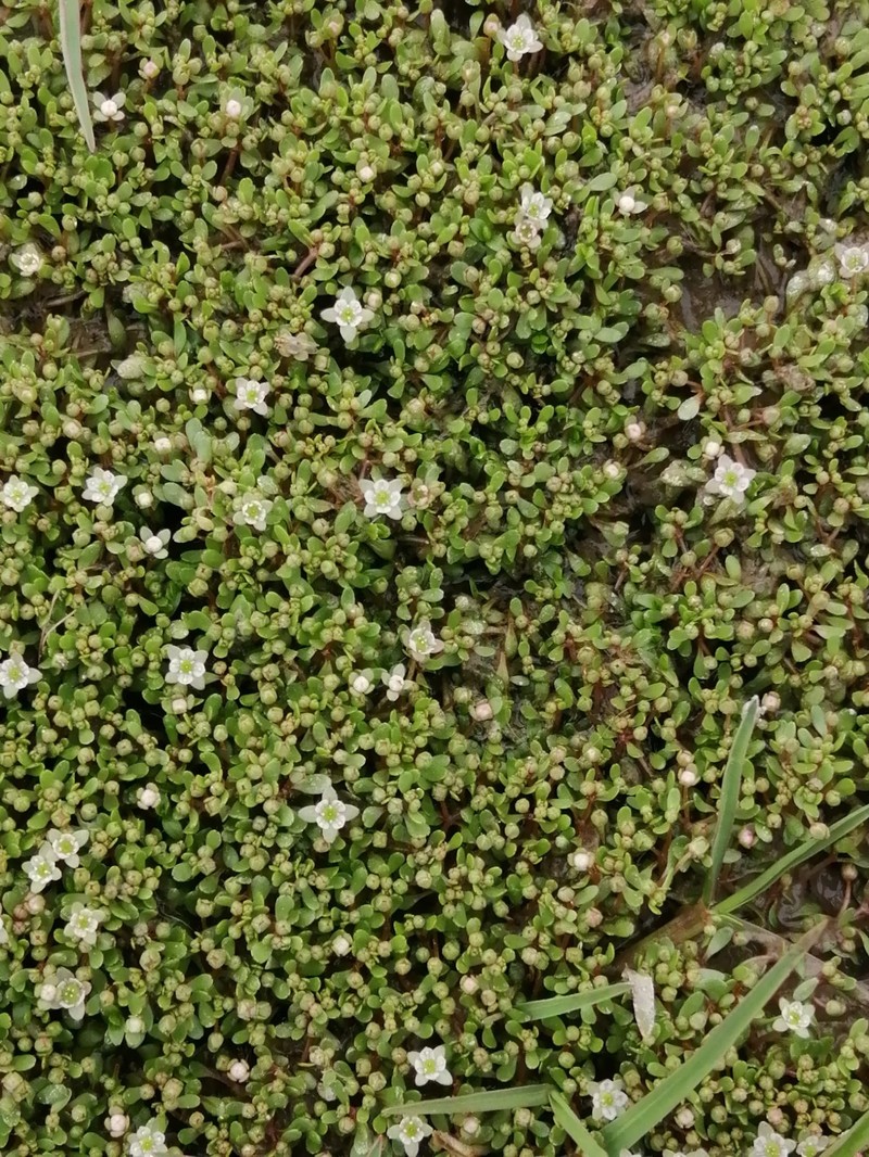 Elatine campylosperma photo 4