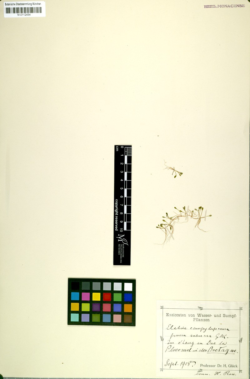 Elatine campylosperma photo 6