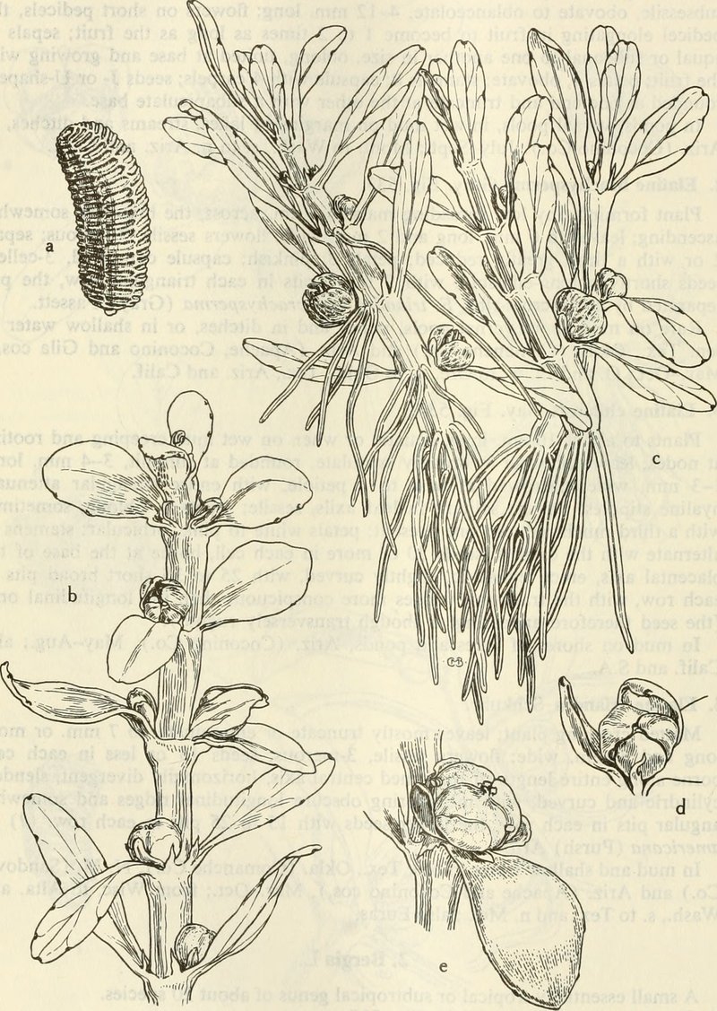Chilean Waterwort photo 2