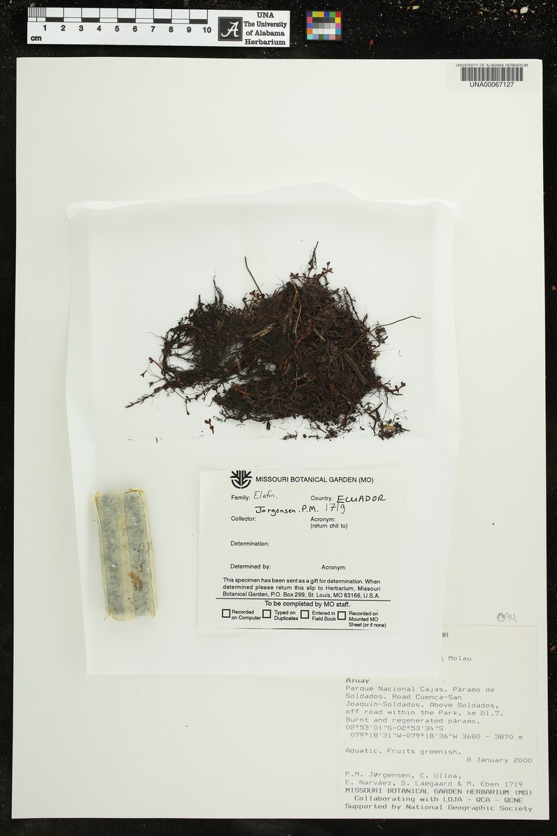 Elatine ecuadoriensis