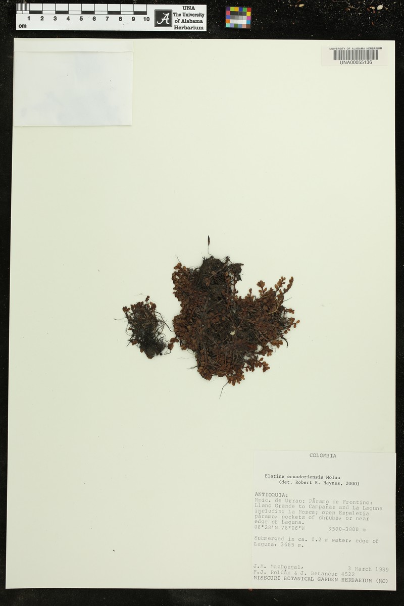 Elatine ecuadoriensis photo 3