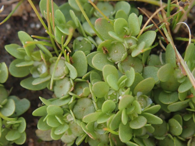 Elatine gratioloides