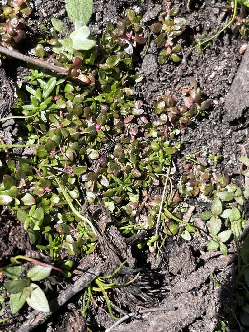Elatine gratioloides photo 2