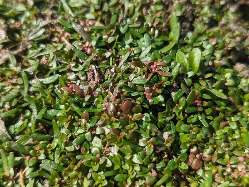 Elatine gratioloides photo 4