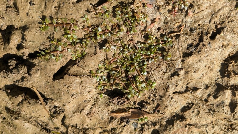 Elatine gratioloides photo 5