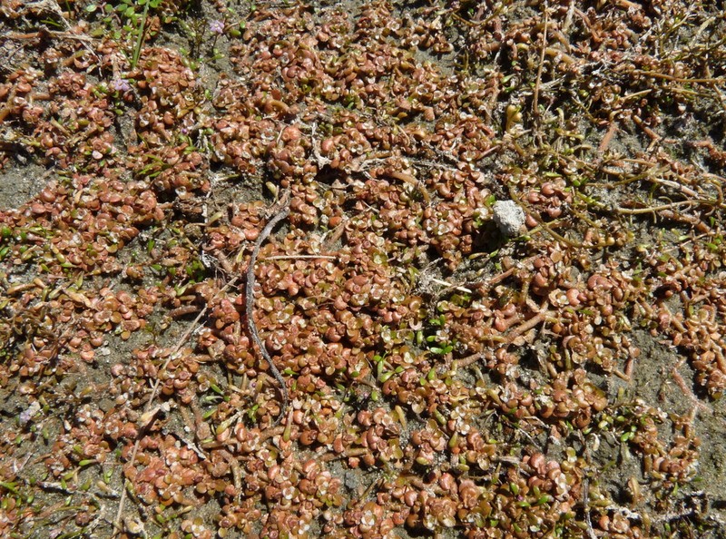 Elatine gratioloides photo 7