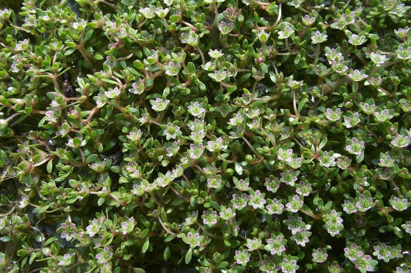 Elatine gussonei