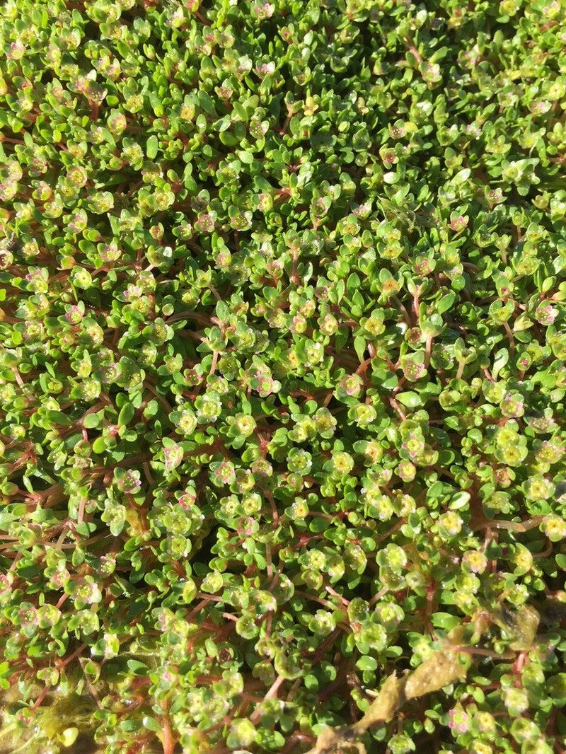 Elatine gussonei photo 4