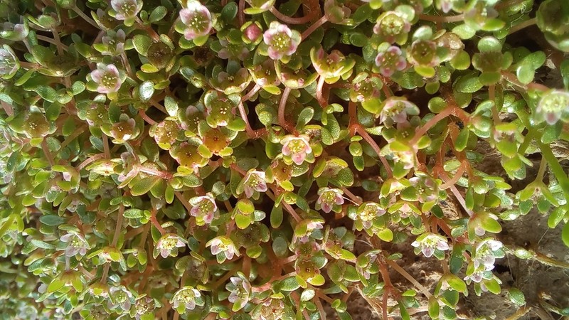 Elatine gussonei photo 6