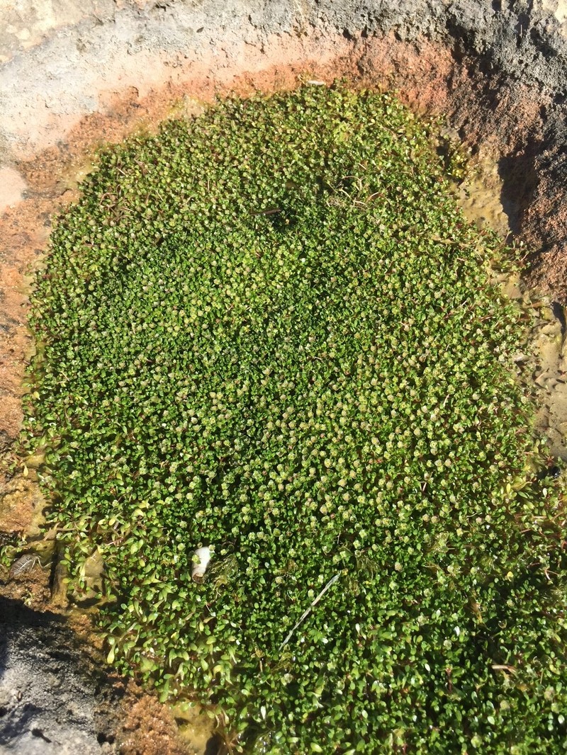Elatine gussonei photo 8