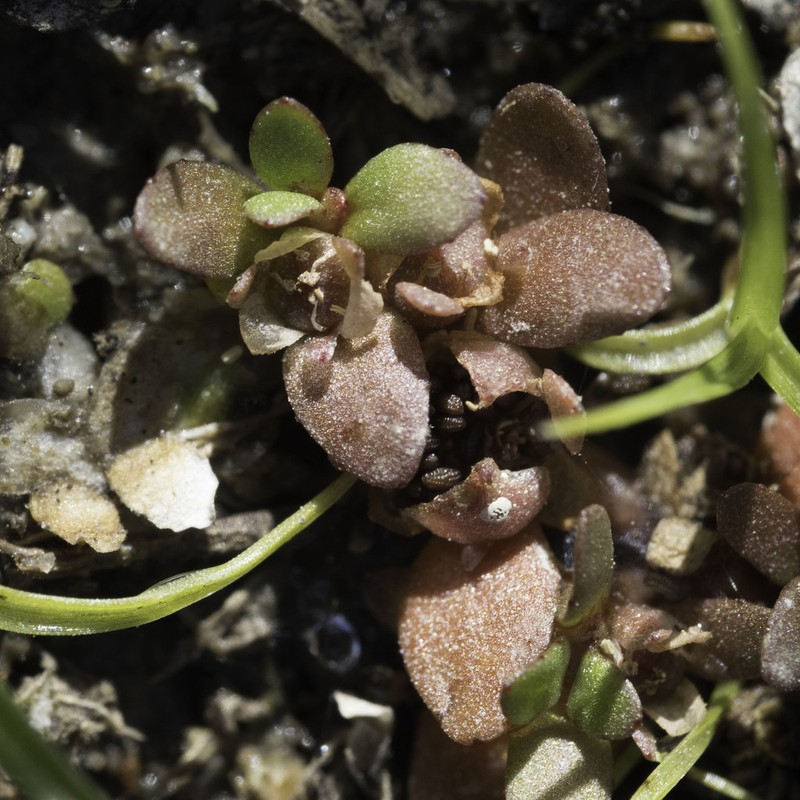 Mosquito Waterwort photo 2