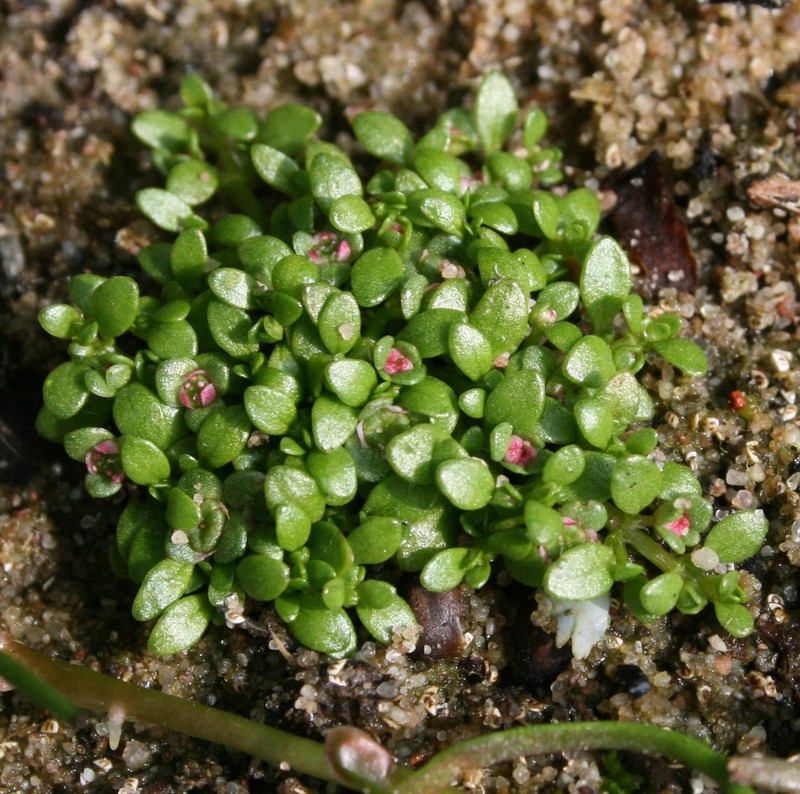 Elatine hexandra