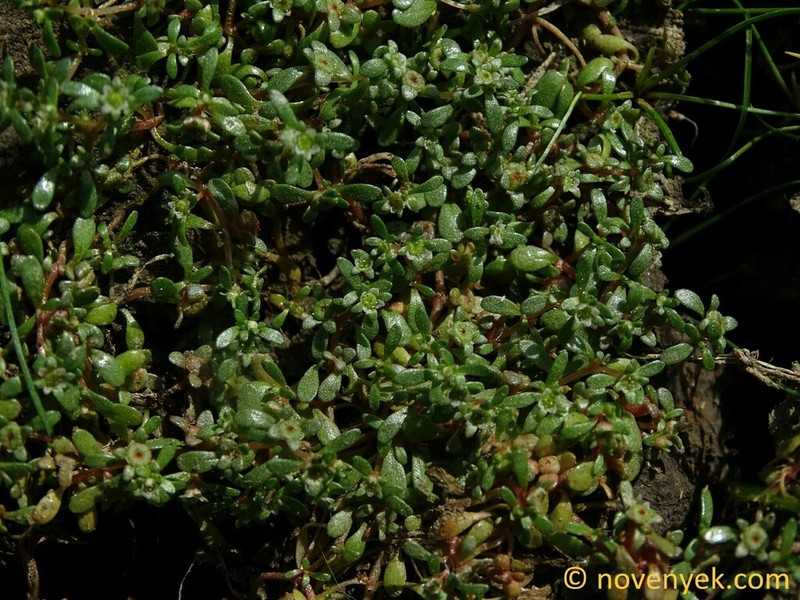 Elatine hungarica photo 5