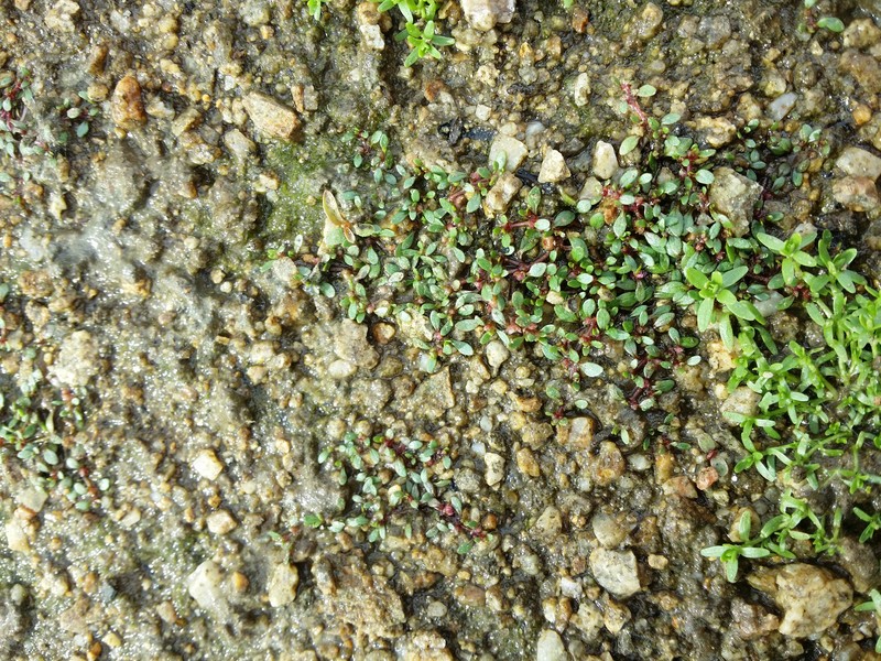 Waterwort photo 5