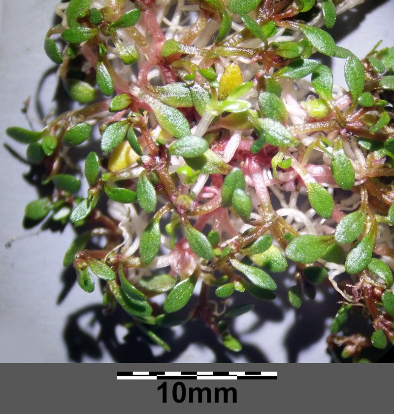 Waterwort photo 6