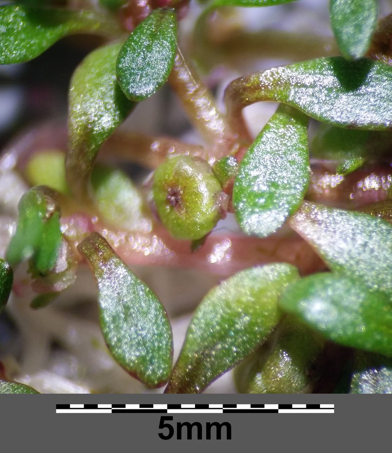 Waterwort photo 2