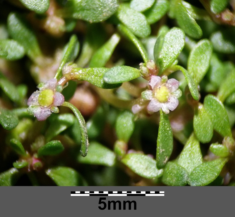 Waterwort photo 3