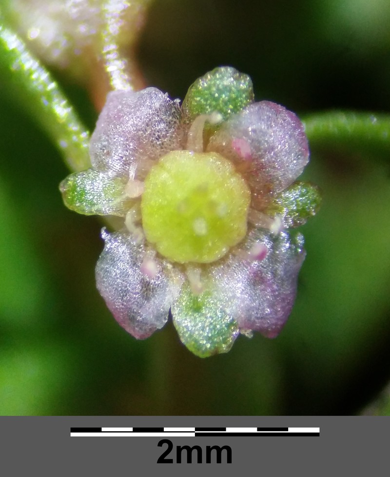 Waterwort photo 4