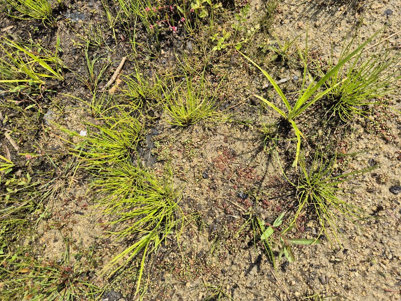 Waterwort photo 7