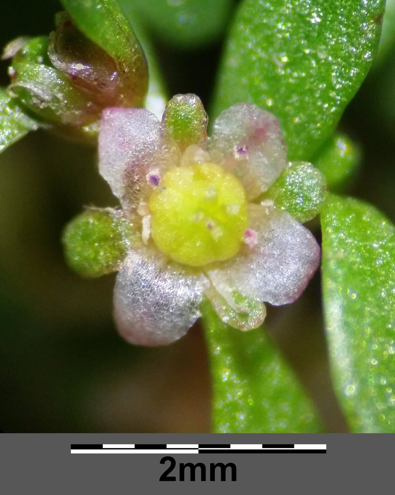 Waterwort photo 8