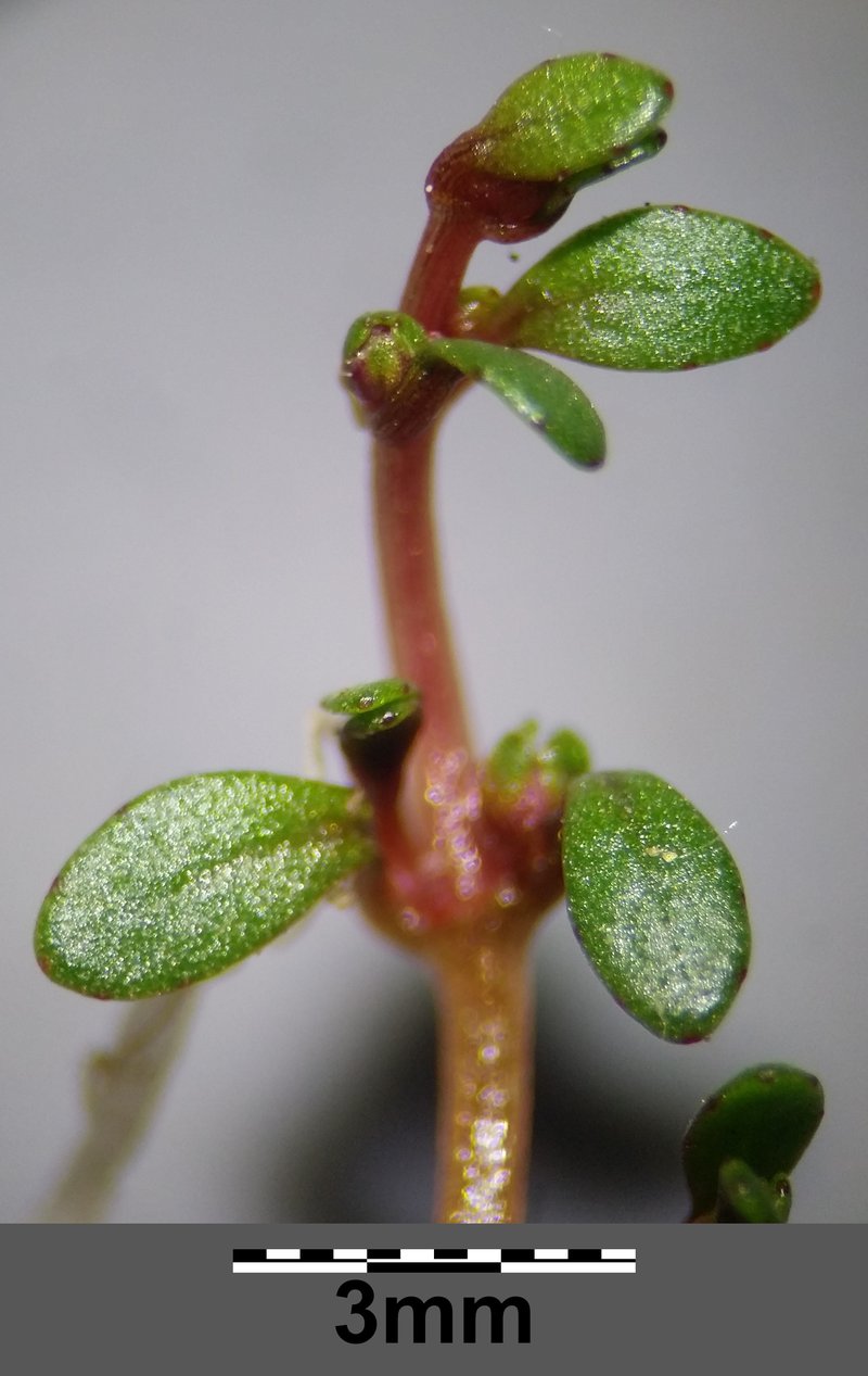 Waterwort photo 9