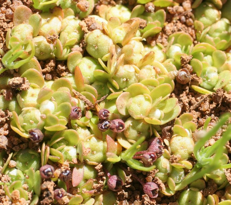 Elatine macrocalyx