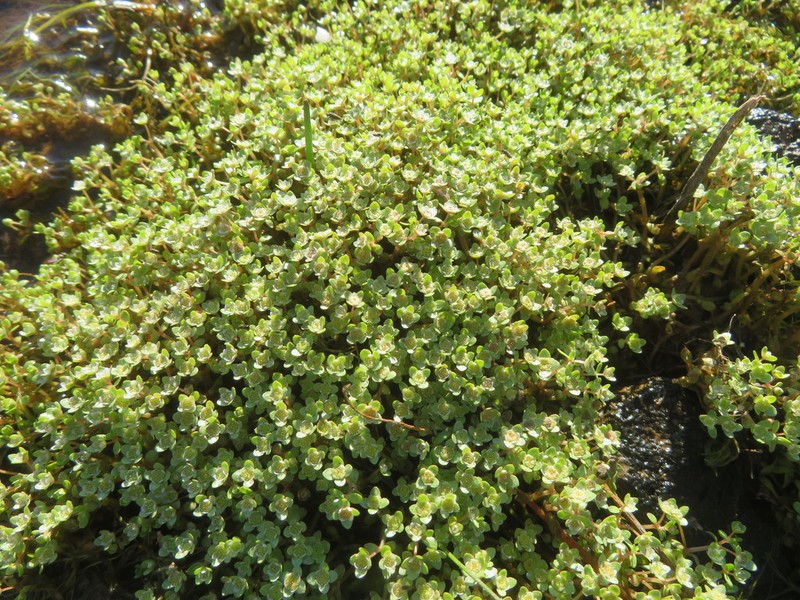 Elatine macropoda