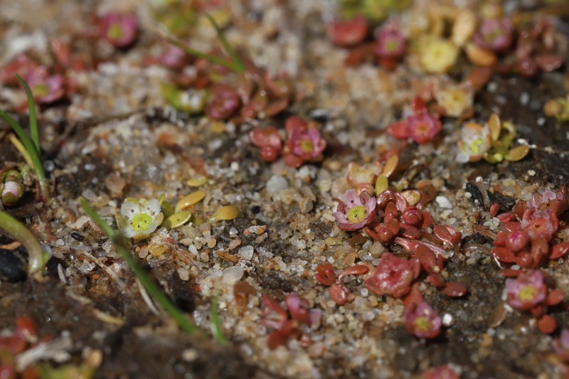 Elatine macropoda photo 3